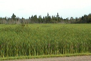 View of the Prospect Marsh from Franktown Road