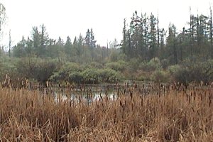 View of the Prospect Marsh from Ashton Station Road