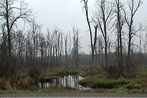 View of Creek Looking SE from Franktown Road