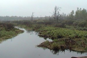 View of Creek Looking NW from Franktown Road