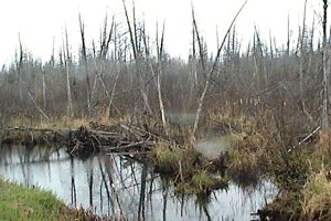 View of Wooded Swamp from Kidd Road