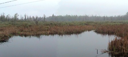 View of the Goodwood Marsh from Highway 15