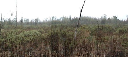 View of the Goodwood Marsh from Highway 15