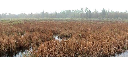 View of the Goodwood Marsh from Highway 15