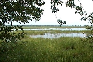 View of Marshy Cove of Mississippi Lake