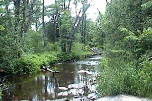 Riparian Habitat along Quiet Stream