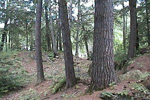 Old Conifers near the Trail's End