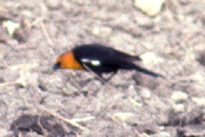 Yellow-headed Blackbird - May 5, 1990 - Herzberg Road