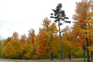 View of Hampton Park