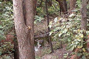 Pinecrest Creek Gully East of Woodroffe