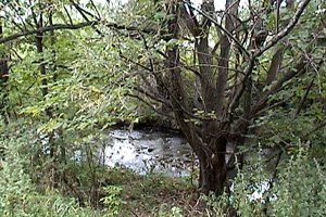 Pinecrest Creek West of Woodroffe