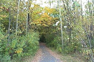 Patch of Woods South of Tallwood Drive