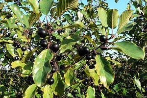 Berry Bushes in the Crestview Greenspace