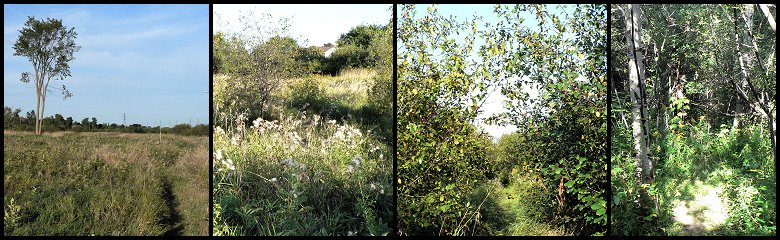 Various Habitats within the Crestview Greenspace