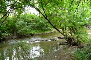 Pinecrest Creek North