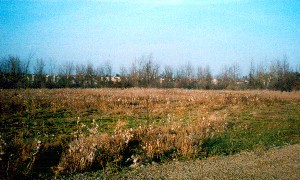 The Gray Partridge Flock Hangs Out Here