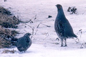 Gray Partridge