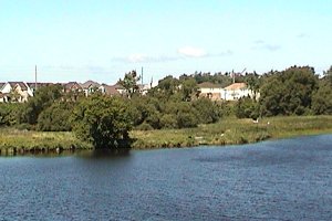 Summer Marsh from across the Rideau