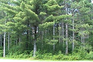 View of Rideau River Provincial Park