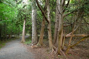 Cedars along the Sarsaparilla Trail