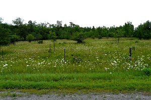 Overgrown Field along Timm Drive