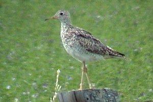 Upland Sandpiper at Rushmore and Eagleson