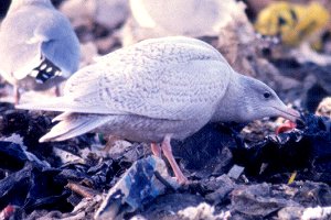 Glaucous Gull with Tasty Tidbit