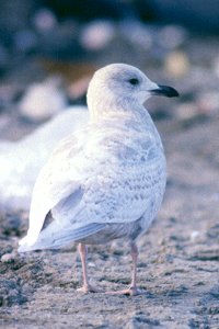 Iceland Gull at Nepean Dump