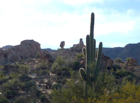 Desert Vegetation along Trail - December 26, 2010