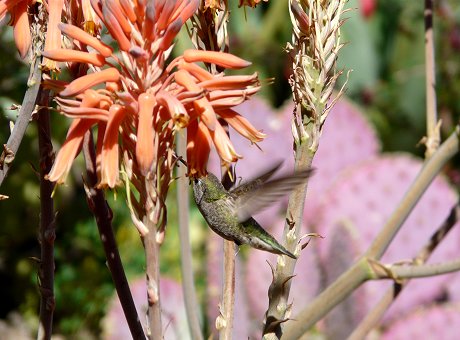 Hummingbird visiting Flowers near Visitor Center - April 6, 2010