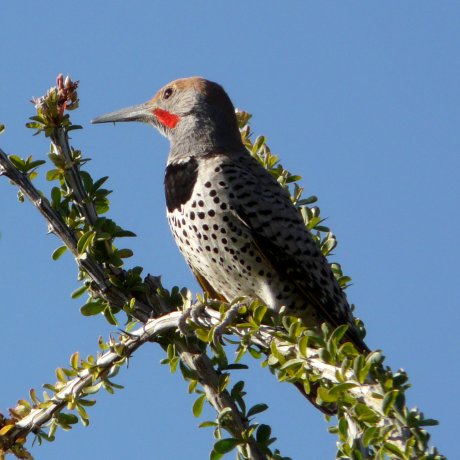 Gilded Flicker - April 3, 2010