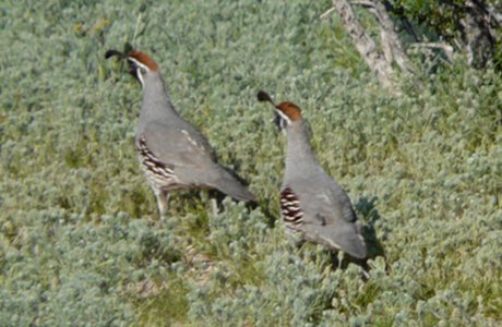 Gambel's Quail - April 3, 2010