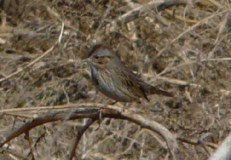 Lincoln's Sparrow - December 28, 2010