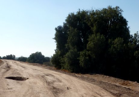 Salt Cedars and Eroded Dyke - December 28, 2010