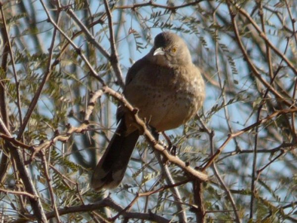 Bendire's Thrasher - Pretzer Road, west of Tweedy Road - Jan. 4, 2011