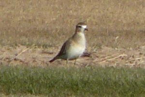 Mountain Plover - Pretzer Road, west of Tweedy Road - Jan. 4, 2011