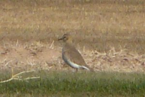 Mountain Plover - Pretzer Road, west of Tweedy Road - Jan. 4, 2011