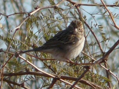 Brewer's Sparrow - Pretzer Road, west of Tweedy Road - Jan. 4, 2011