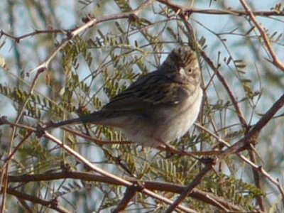 Brewer's Sparrow - Pretzer Road, west of Tweedy Road - Jan. 4, 2011