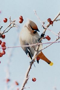 Bohemian Waxwing