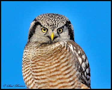 Northern Hawk-Owl - Gatineau, QC - Dec. 8, 2008 - Photo courtesy Saul Bocian