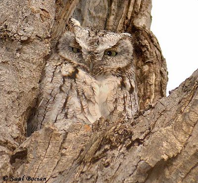 Eastern Screech-Owl - Ottawa West - Feb. or Mar. 2007 - photo by Saul Bocian