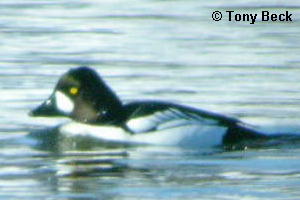 Barrow's X Common Goldeneye hybrid - Rideau River, Ottawa, ON - Feb. 23, 2005 - photo courtesy Tony Beck