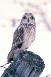 Short-eared Owl on Fence Along Armstrong Road