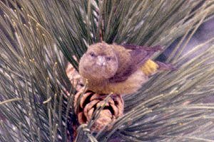 Female Red Crossbill