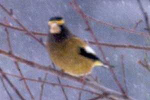 Evening Grosbeak