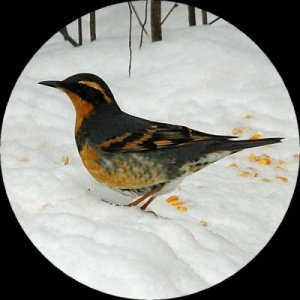 Varied Thrush - west of Deep River - Feb. 12, 2006 - photo courtesy Paul Lagasi