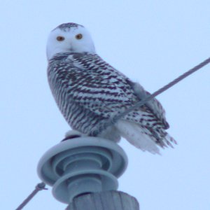 First Winter Female Snowy Owl - Regimbald Road, east of Ottawa - Dec. 11, 2005