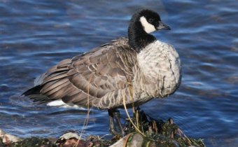 Cackling Goose - Ottawa Beach - Nov. 2, 2008 - photo courtesy Brian Young