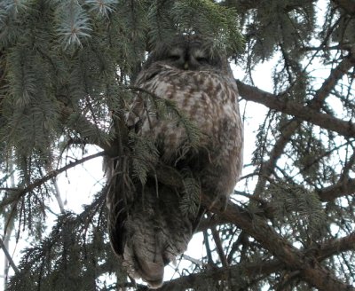 Great Gray Owl - 170 Albert St., Ottawa, ON - Mar. 19, 2006 - Photo courtesy Susan Scruton